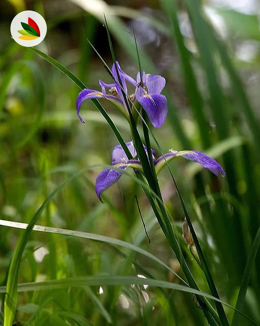Iris Luisiana