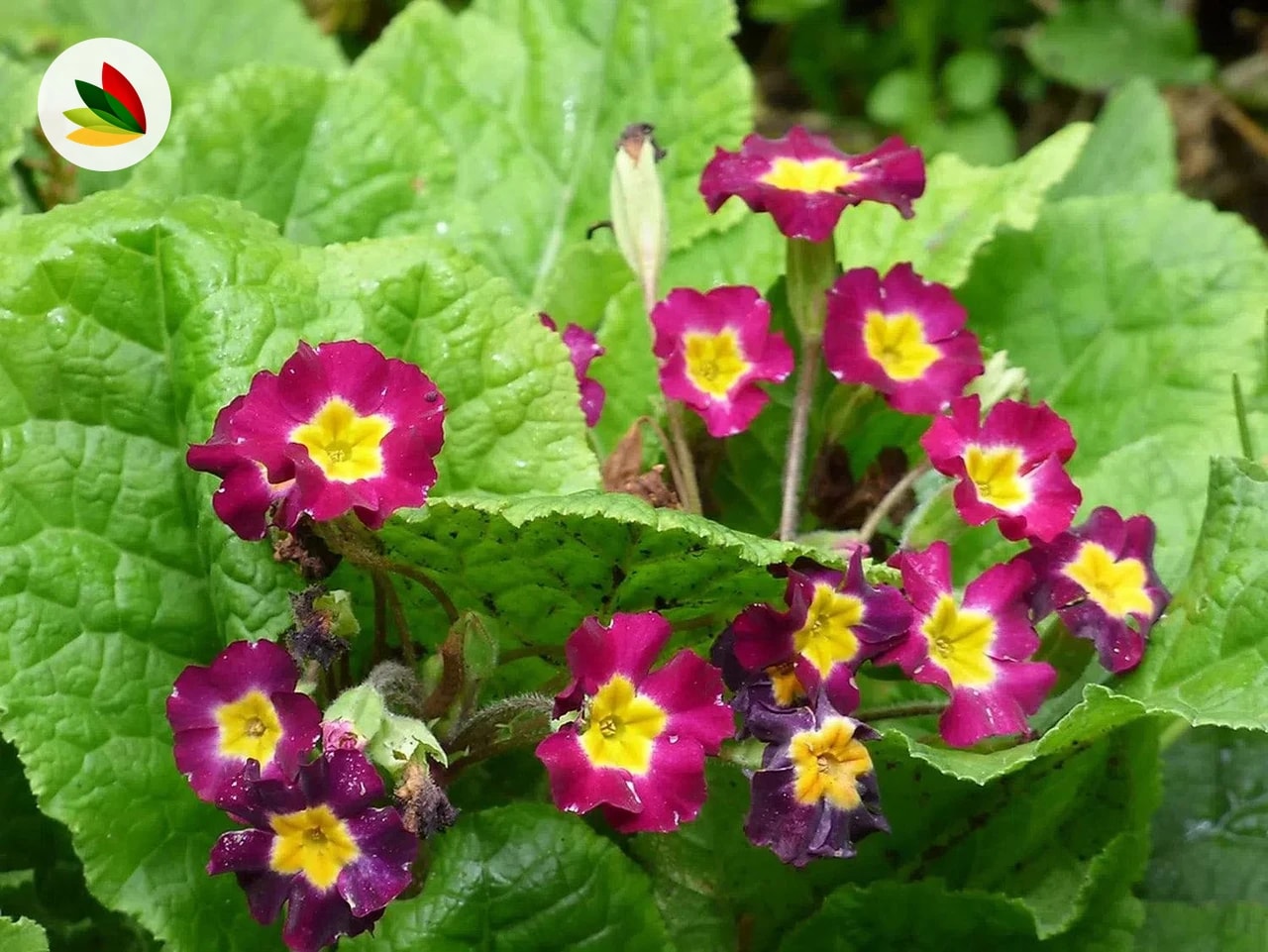 Primaveras
