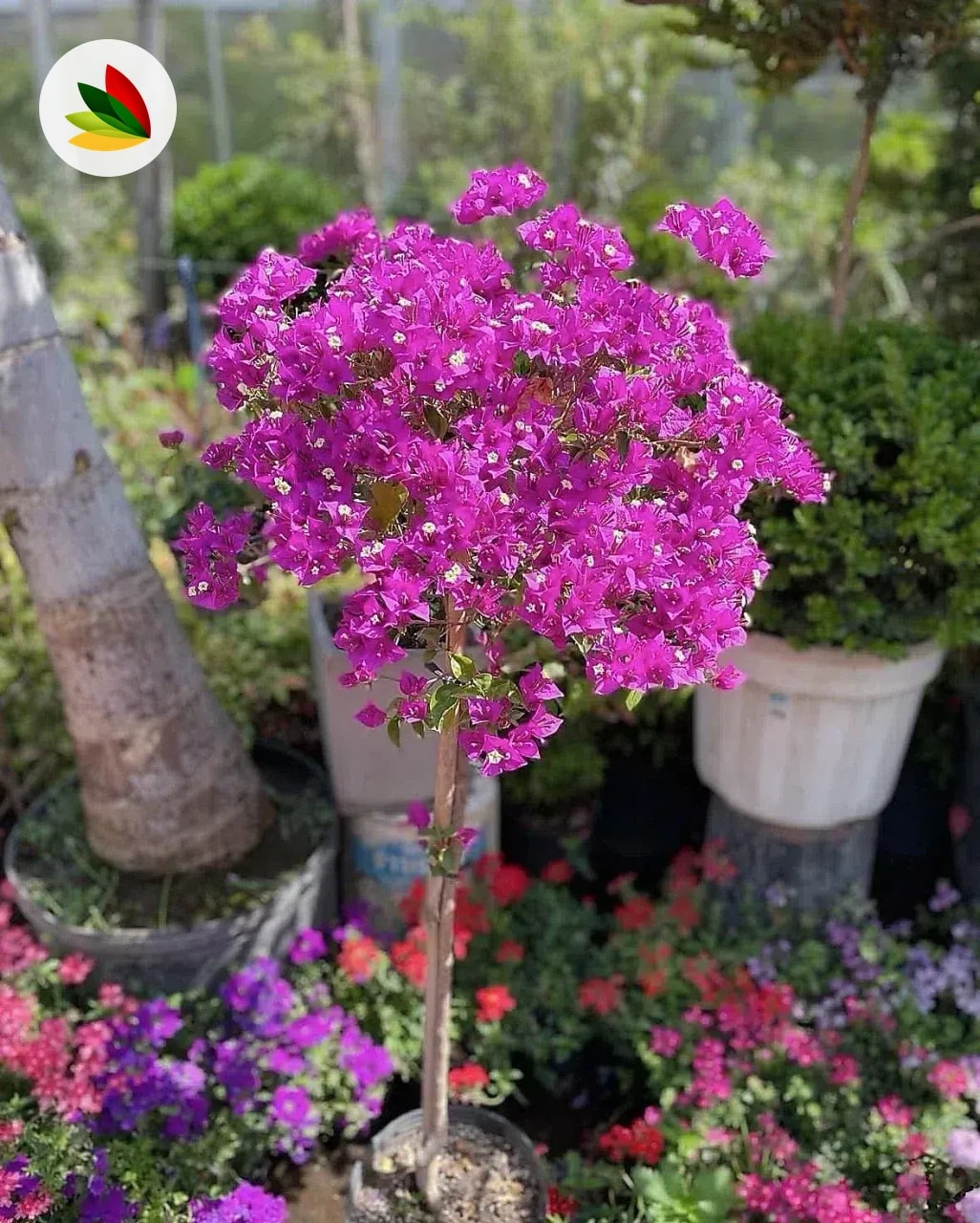 Santa Rita topiaria