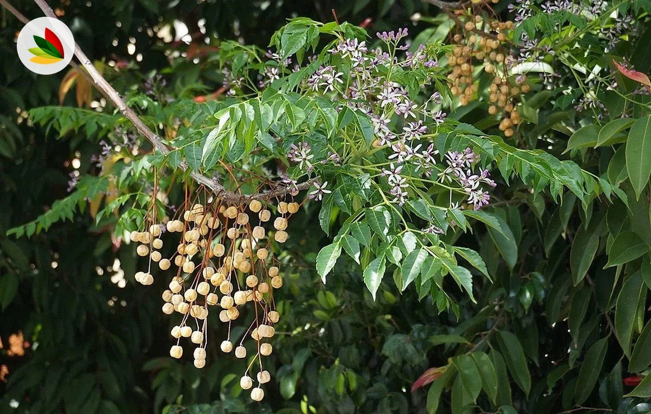 Paraizo Melia Azederach