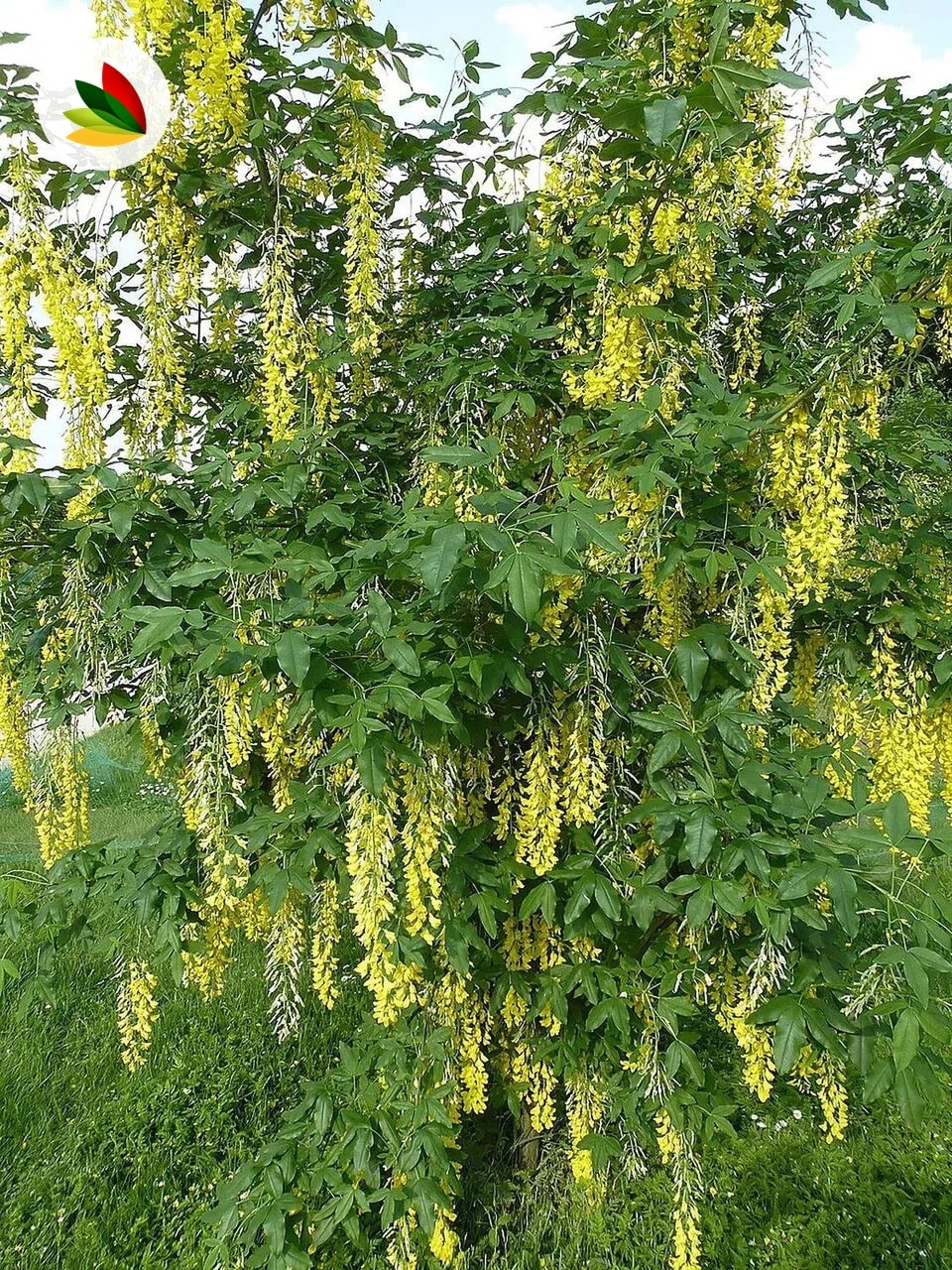 Laburnum Wetereri