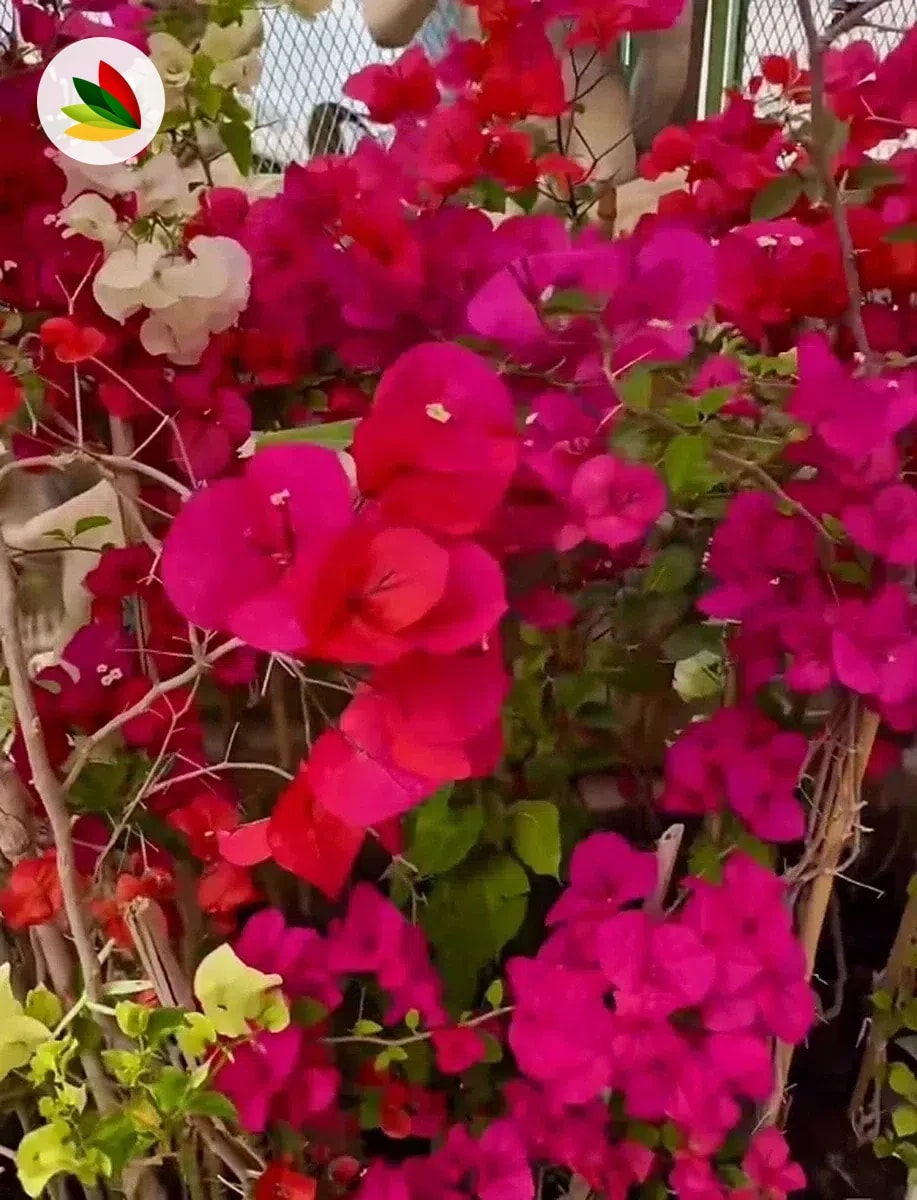 Santa Rita