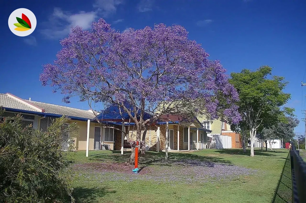 Jacaranda