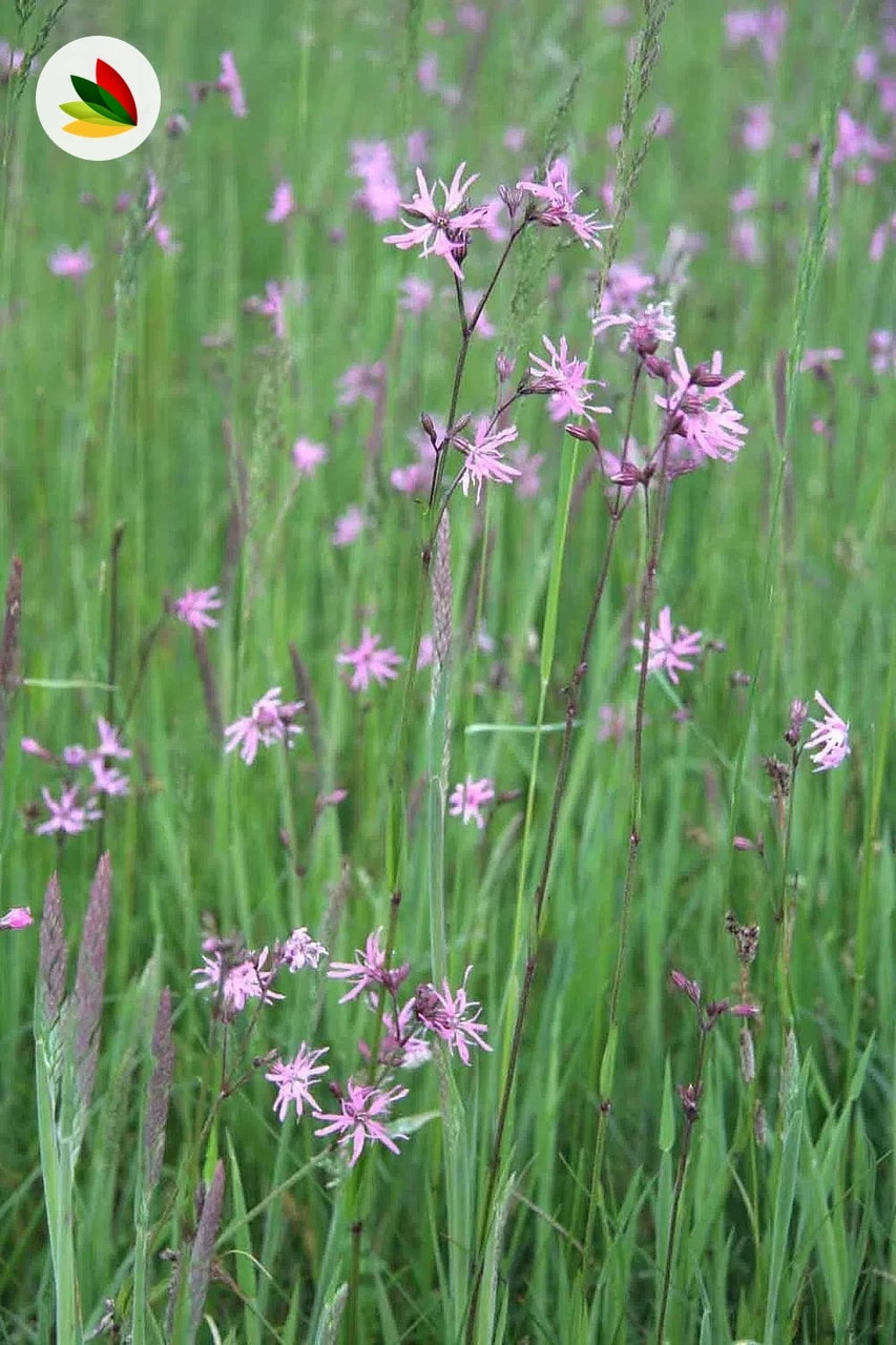 Lychnis Floscoculis