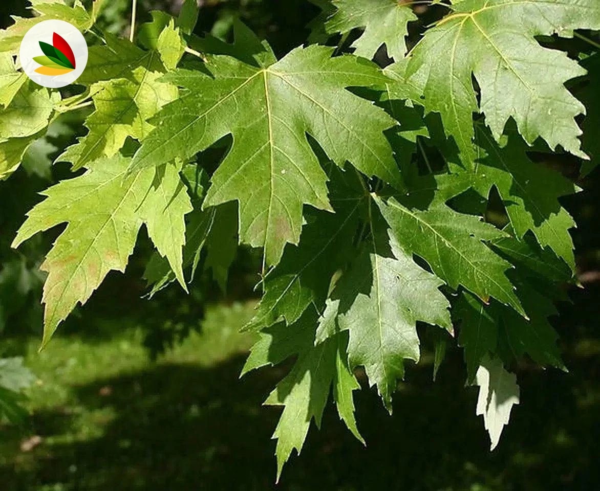 Acer Saccharinum
