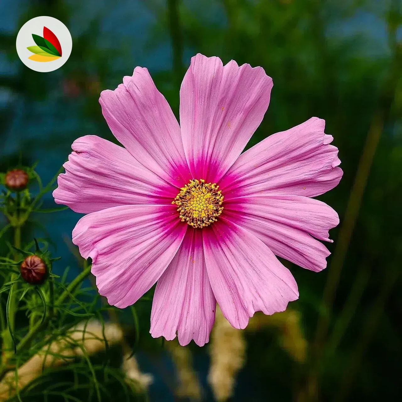 Cosmos