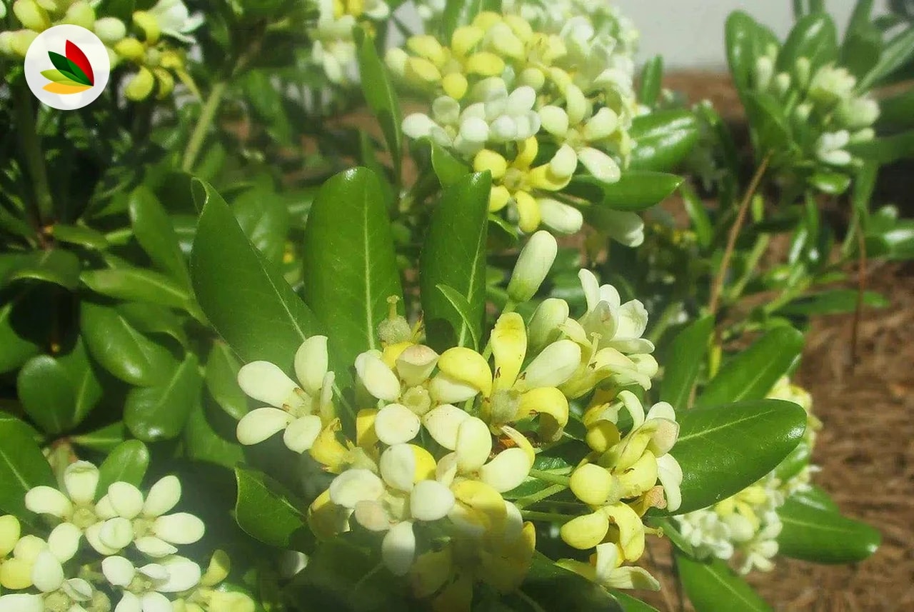 Pittosporum tobira · Azarero