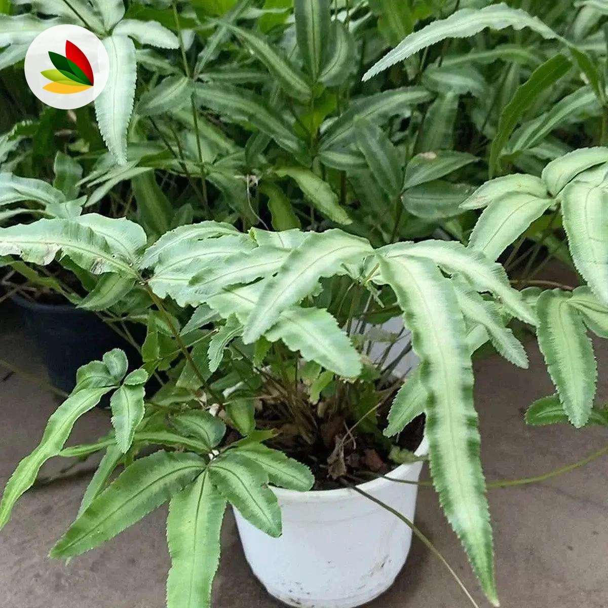 Helecho Pteris