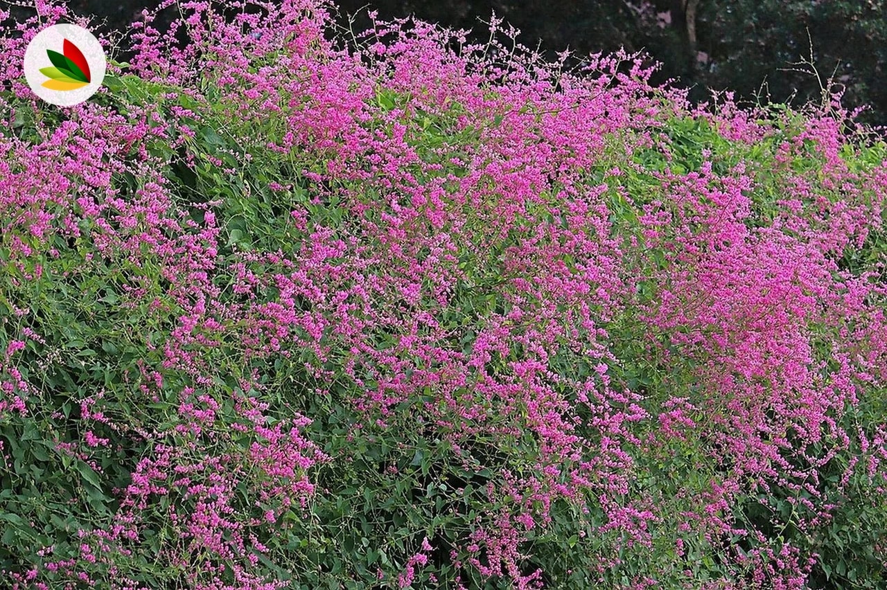 Paraguayita Antigonum Liptus