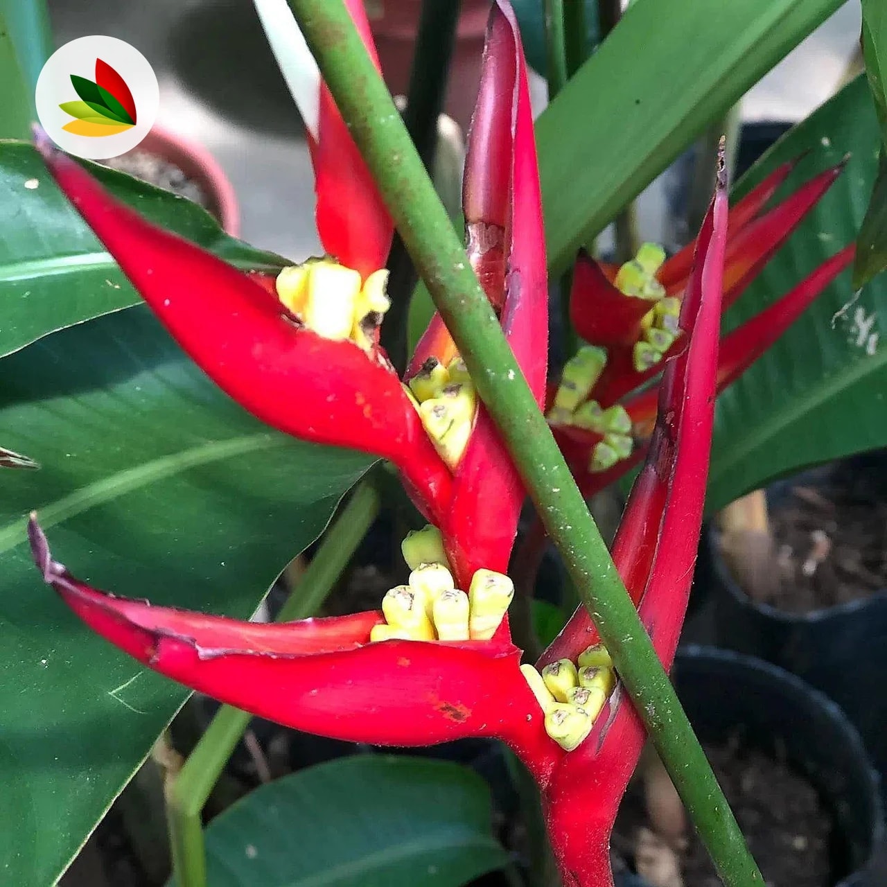 Heliconia