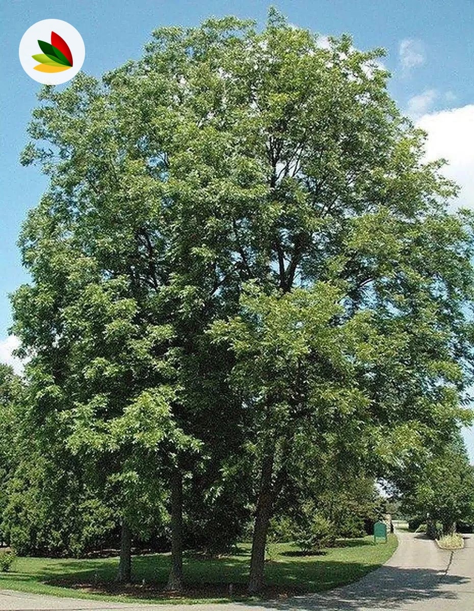 Nogal Pecan