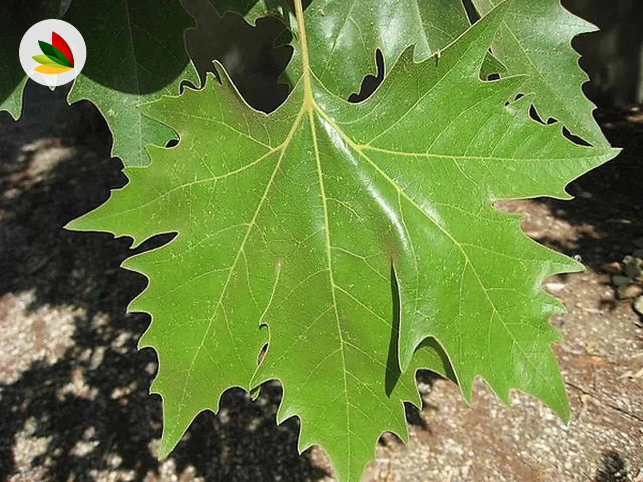 Platano Arbol