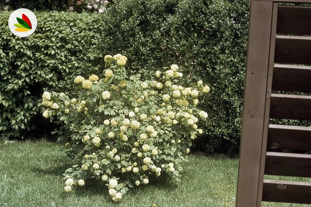 Viburnum Opulus Copo De Nieve