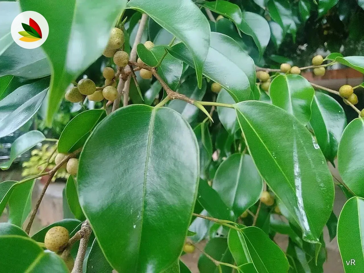 Ficus Benjamina