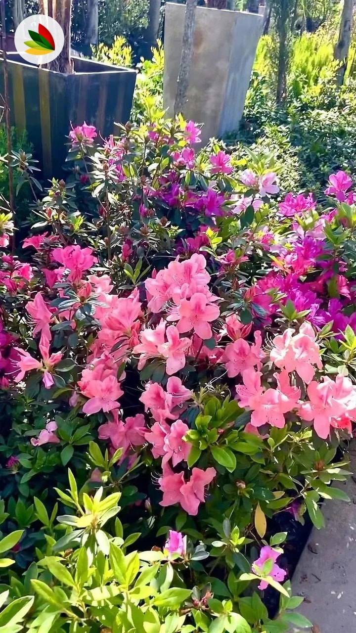 Azalea Simple