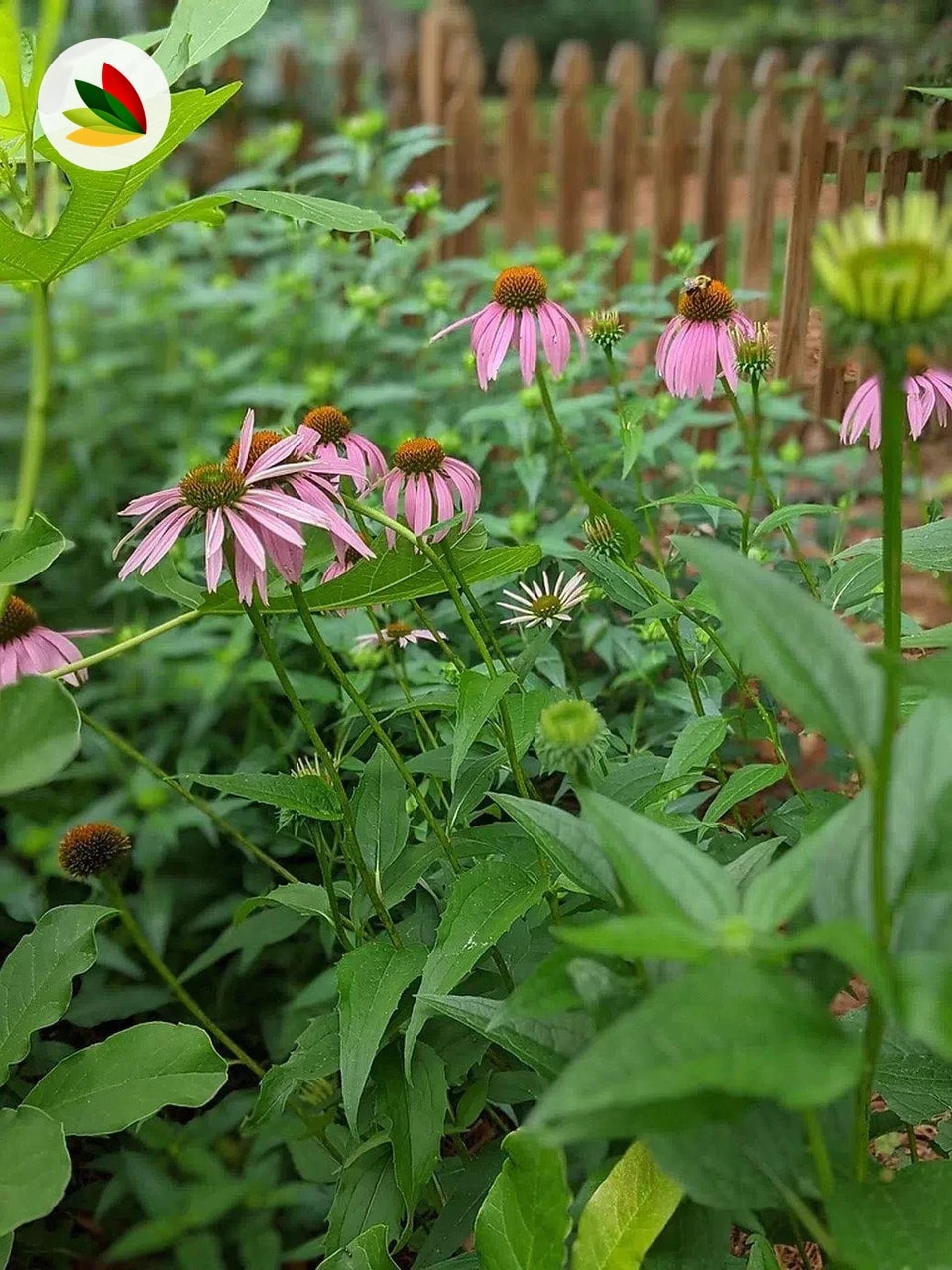 Echinacea