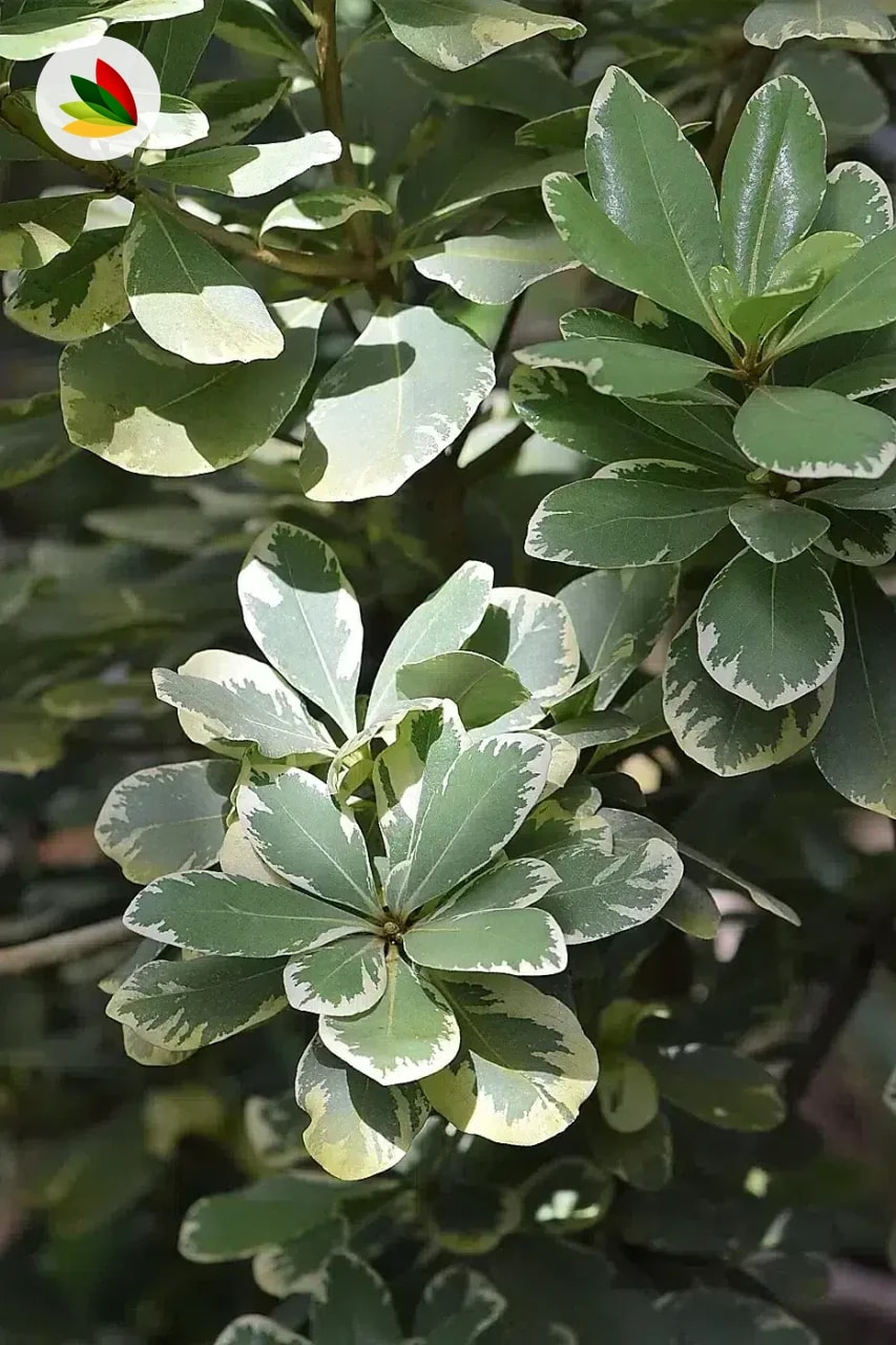Pittosporum Tobira Variegado