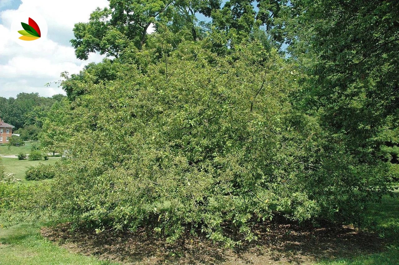 Manzana De Flor