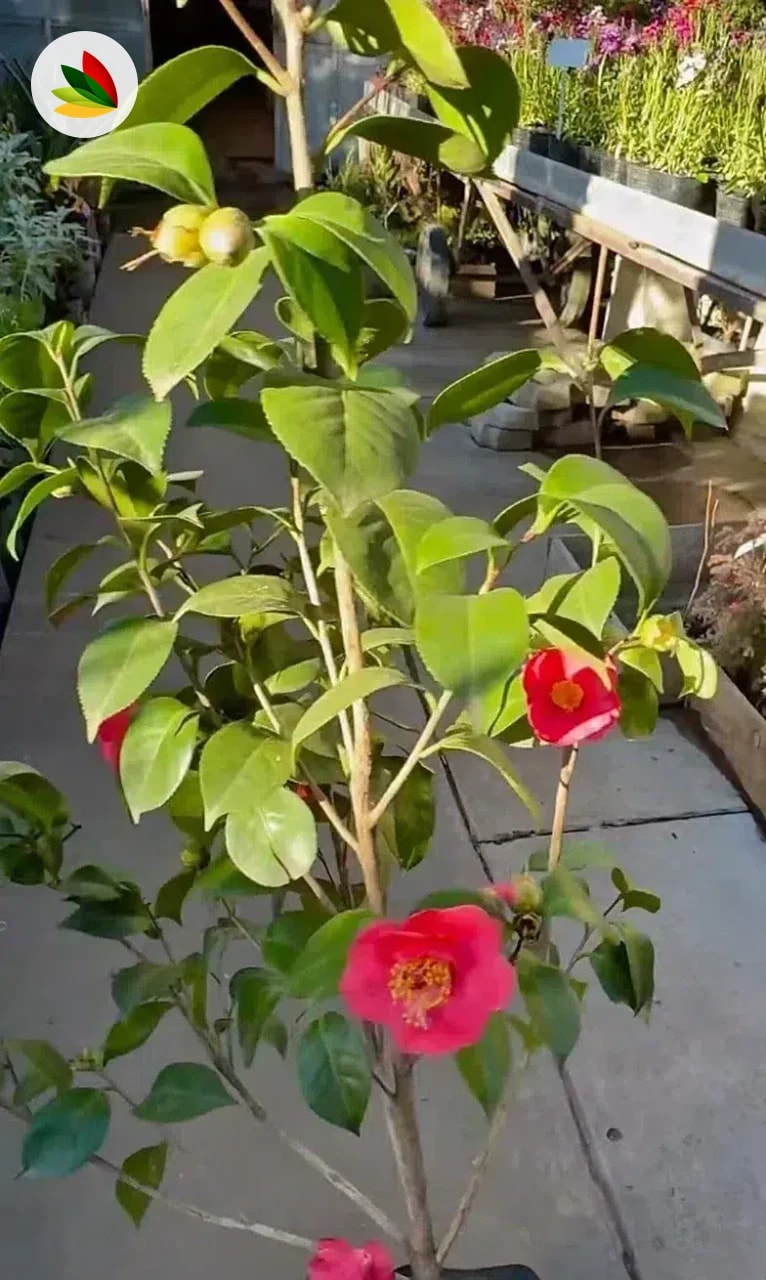 Camelia