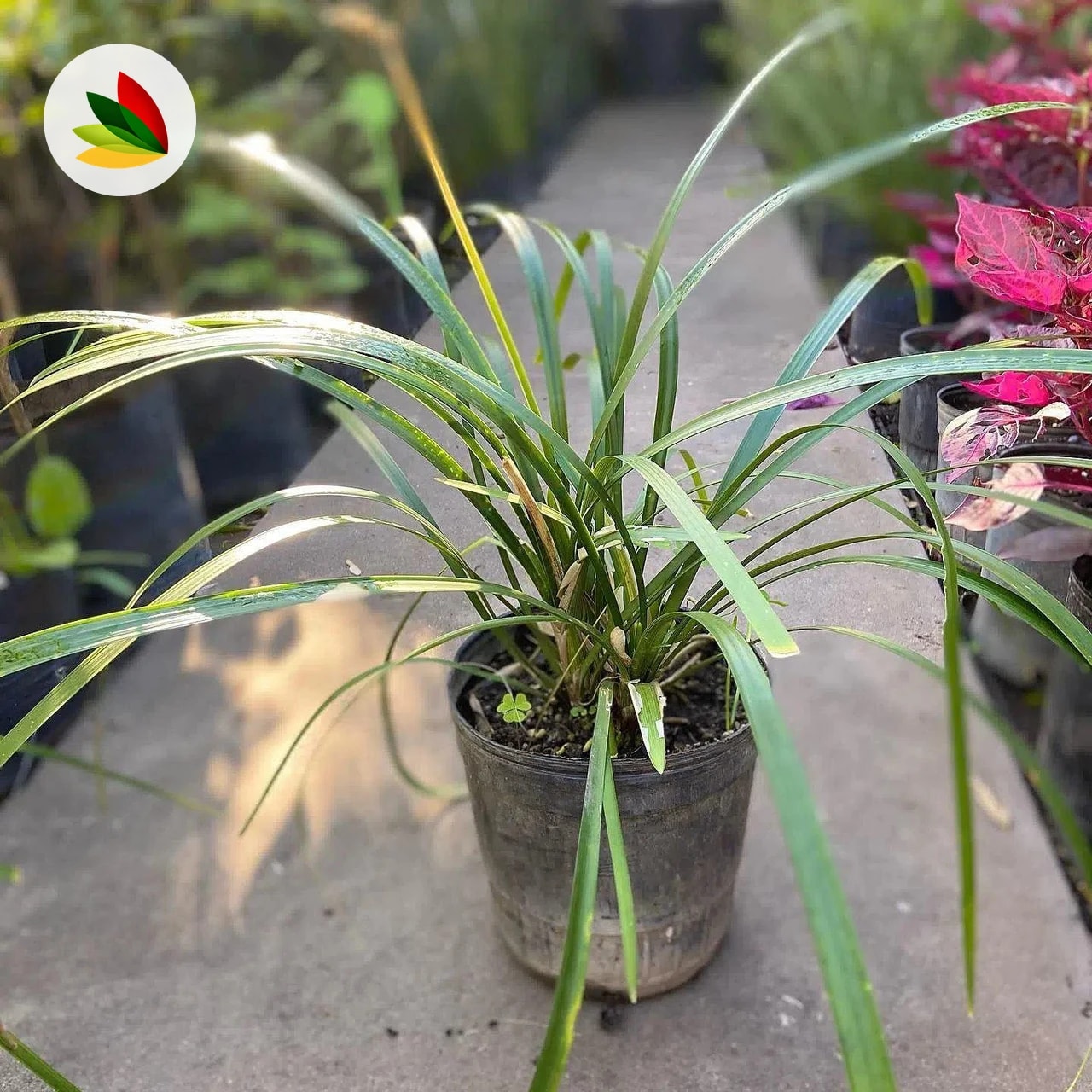 Ophiopogon Variegado