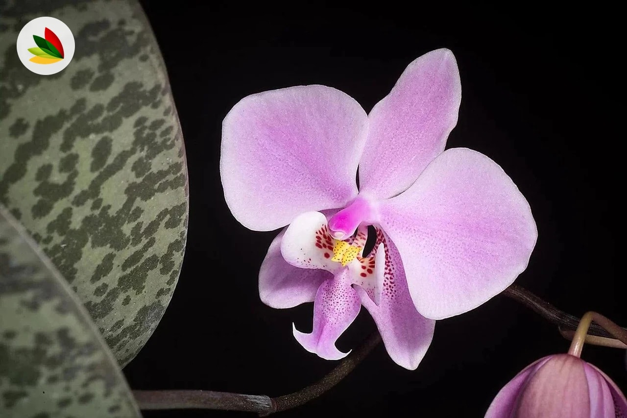 Orquidea Phalaenopsis Mini