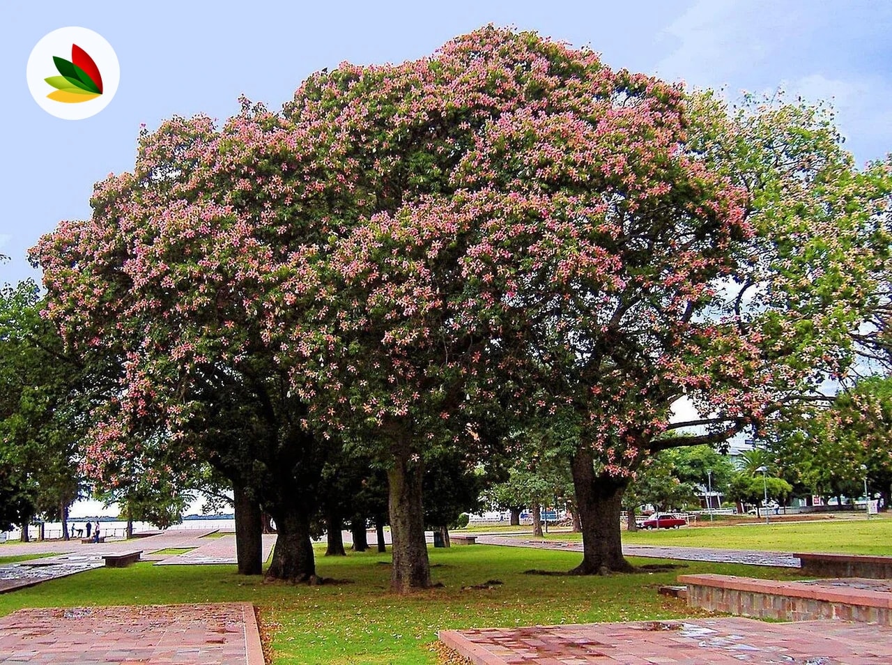 Chorizia Specioza Palo Borracho