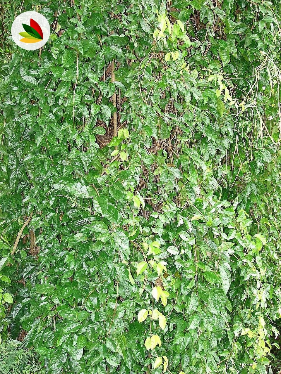 Bignonia Ungiscatis