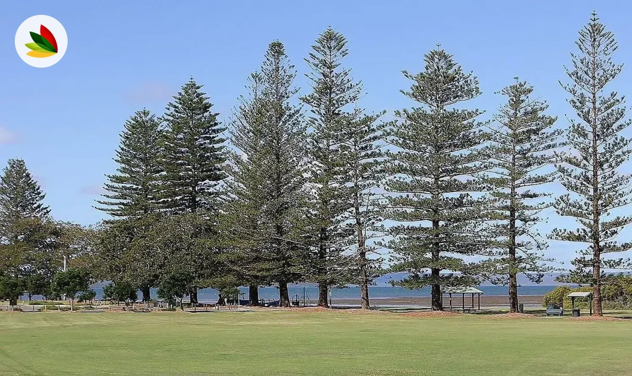 Araucaria Excelsior