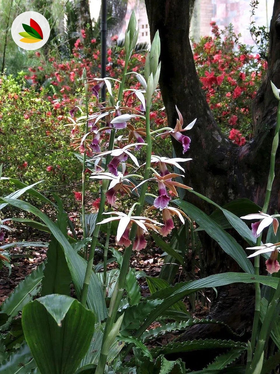 Orquidea Phaius