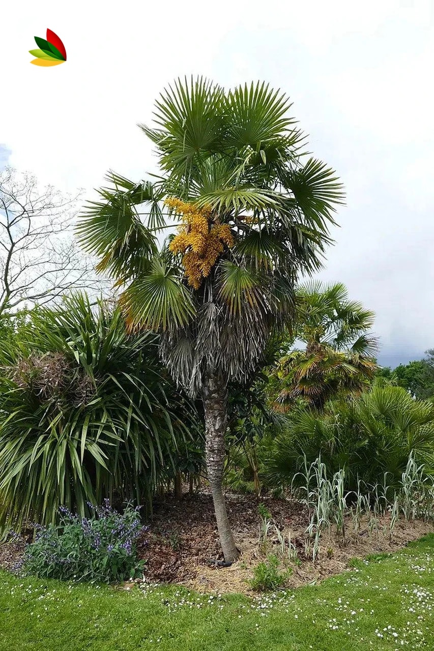 Palmera excelsa · Trachycarpus fortunei