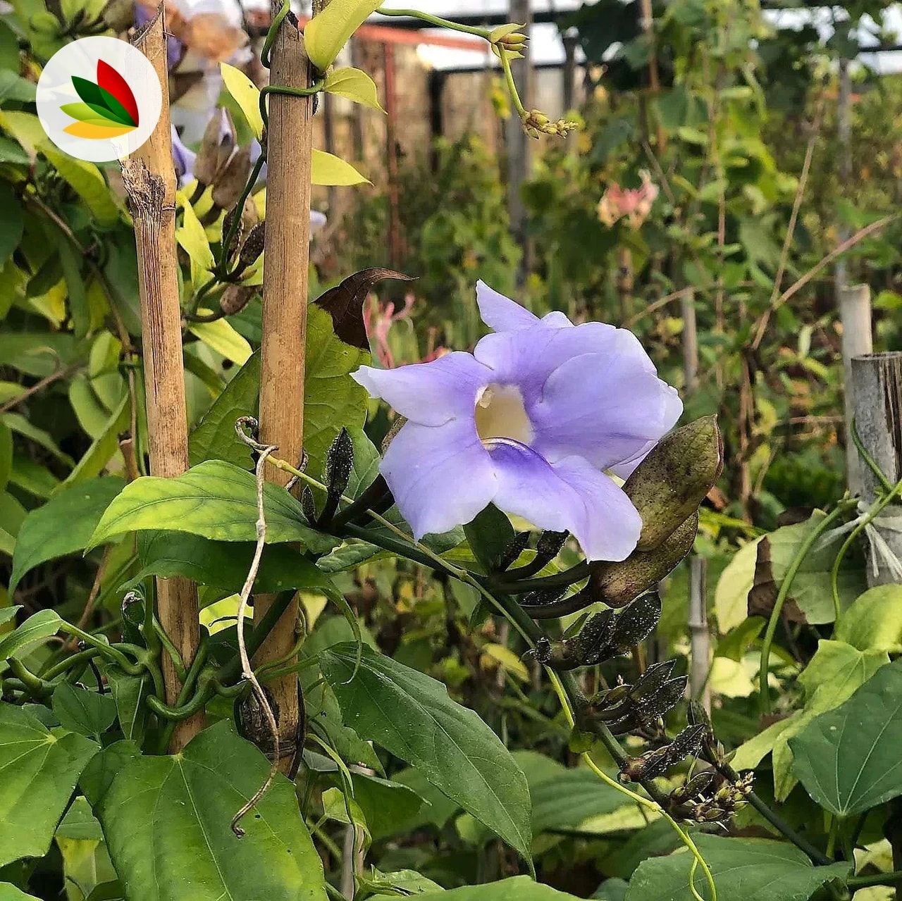 Thunbergia grandiflora