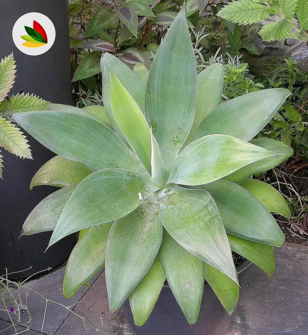 Agave Atenuata