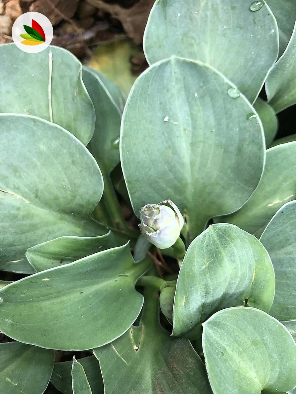 Hosta