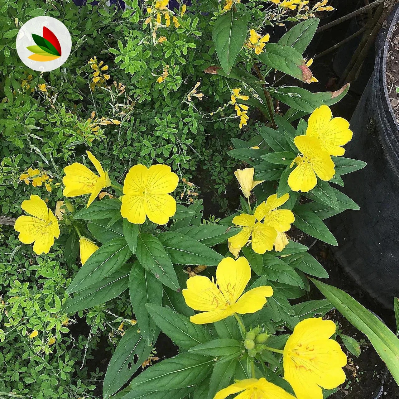 Oenothera