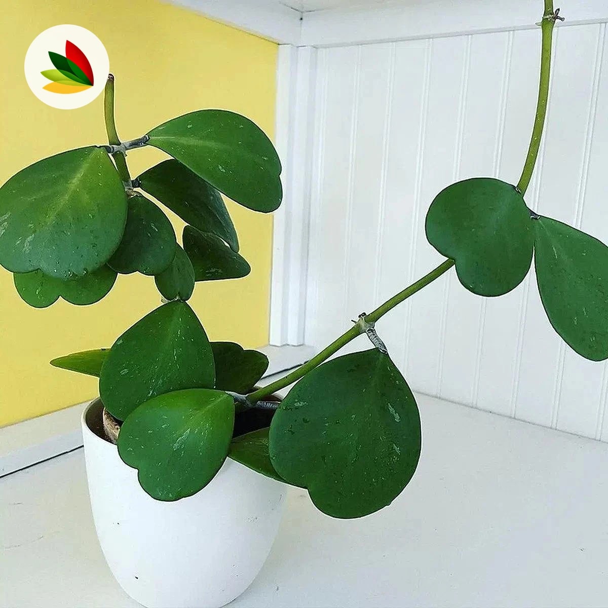 Hoya kerrii corazón