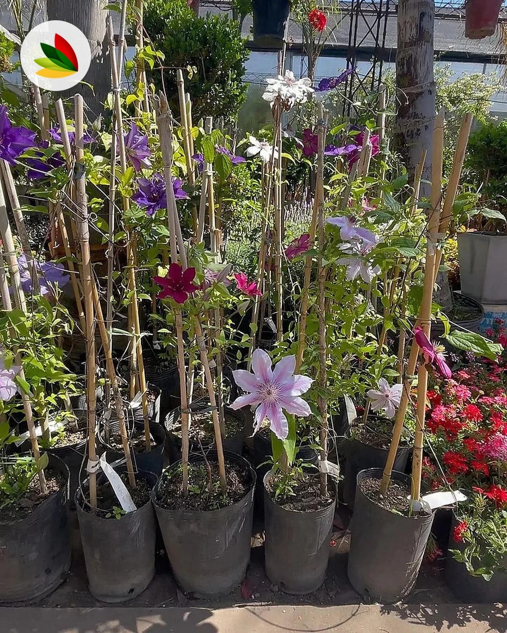 Clematis