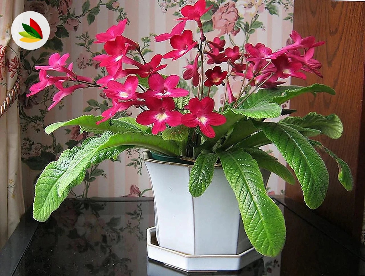Streptocarpus