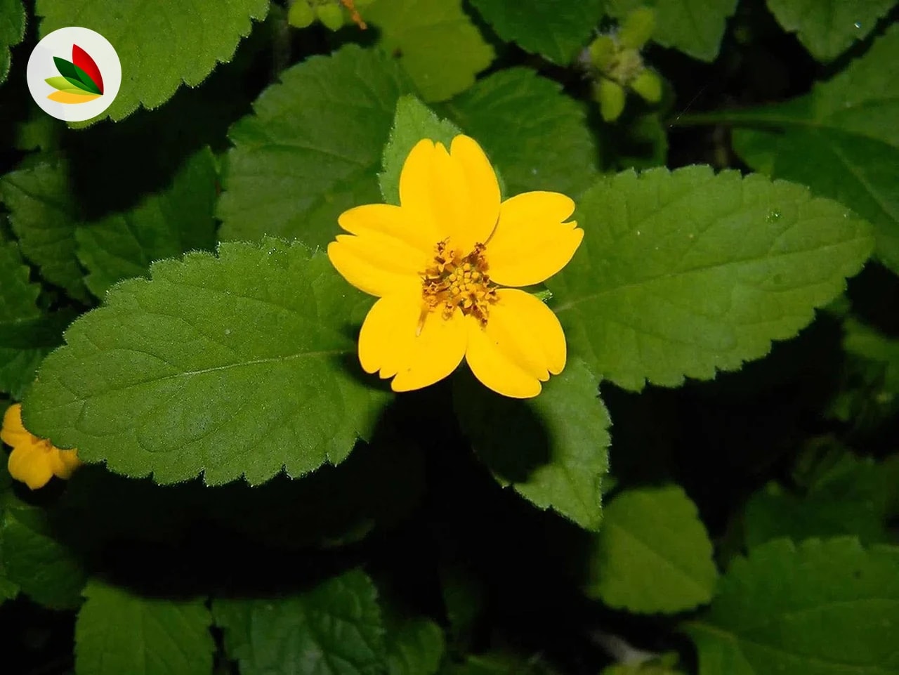 Kerria Japonica