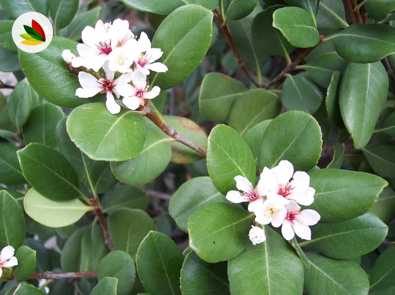 Raphiolepsis Umbellata Nanna