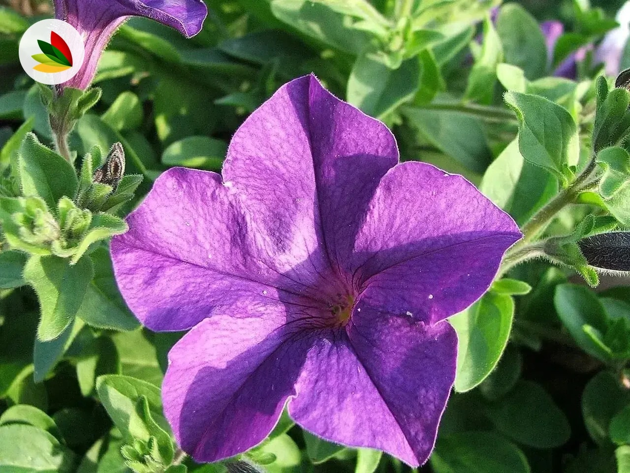 Petunias