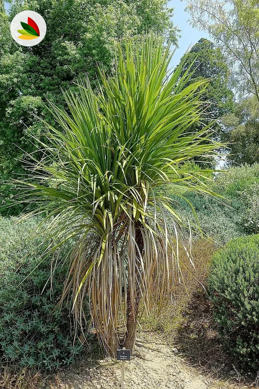 Cordyline Australis 2 Cabezas Extra Grande