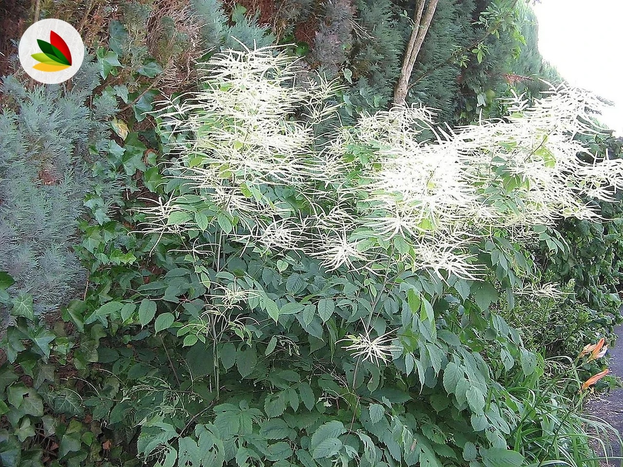 Barba De Chivo