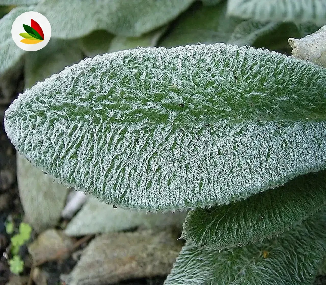 Stachis Lanata
