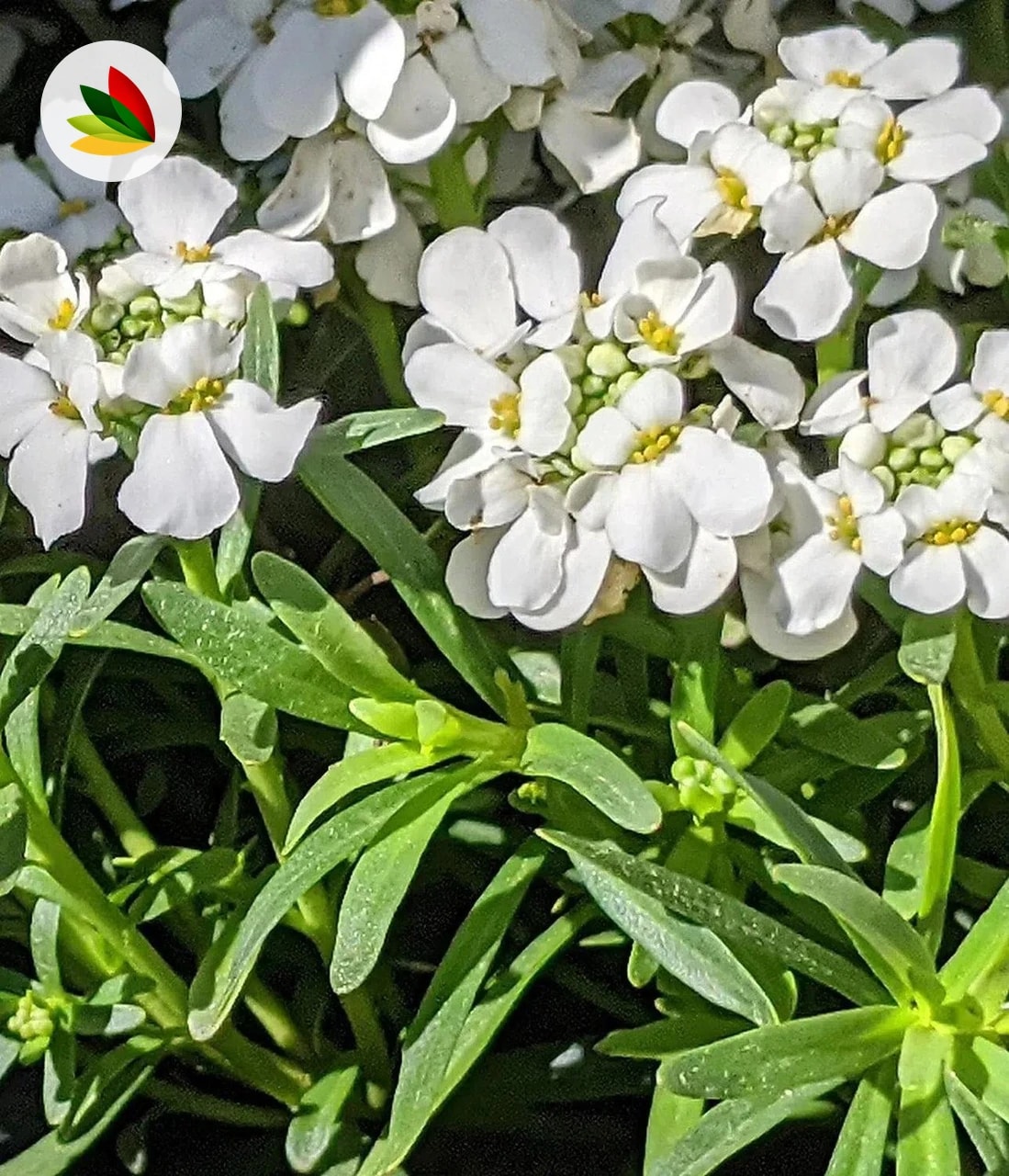 Iberis