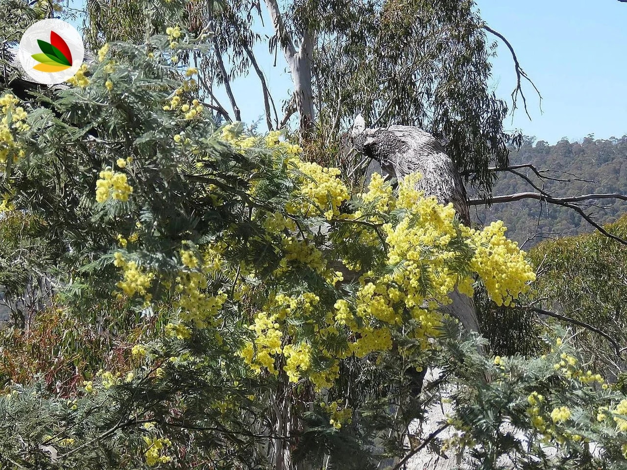 Acacia Dealbata Aromo