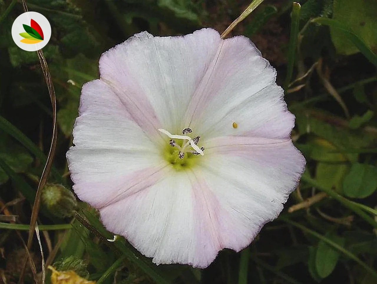 Convolvulus Arvensis