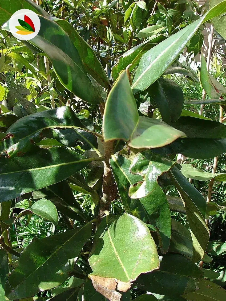 Magnolia Grandiflora