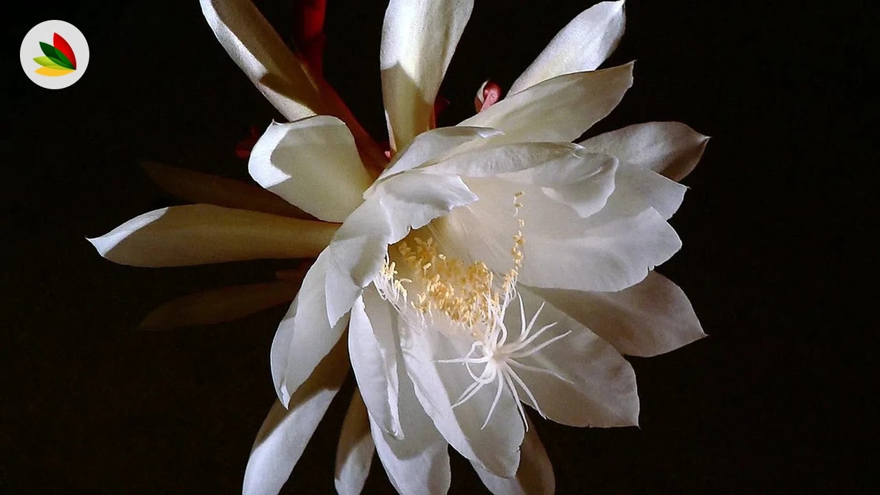 Dama De Noche Flor Grande