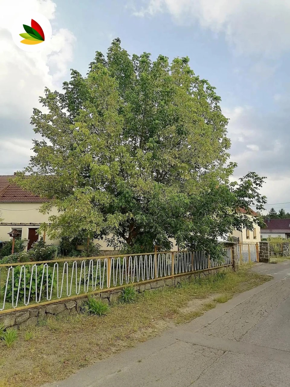 Acer Negundo Varieg. Alba Arbol