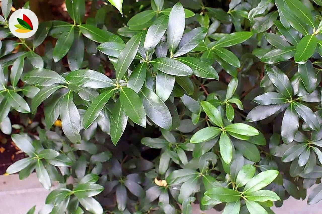 Acokanthera Spectabilis